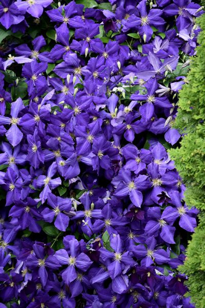 Jackmanii Clematis For Sale | Purple Clematis Vine | Wasco