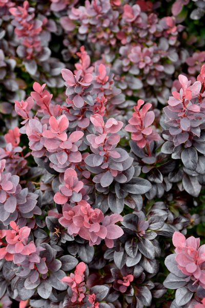 Concorde Japanese Barberry For Sale | Wasco Nursery St. Charles IL