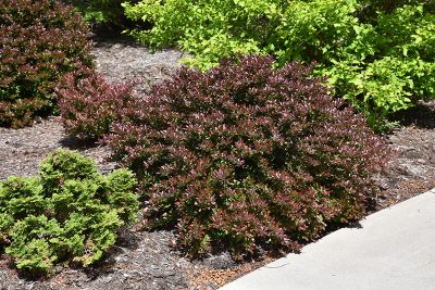 Concorde Japanese Barberry For Sale | Purple Shrub | Wasco