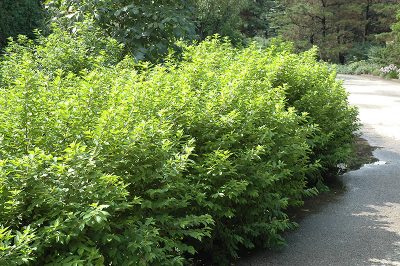 Japanese Beautyberry | 4-6 Ft Purple Fall Berries | Wasco