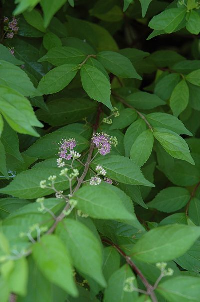 Japanese Beautyberry | 4-6 Ft Purple Fall Berries | Wasco